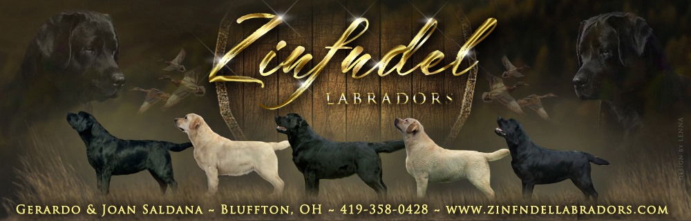 Zinfndel Labradors English Lab Breeder Ohio Black Chocolate Yellow Labrador Retrievers Breeders Lab Puppies