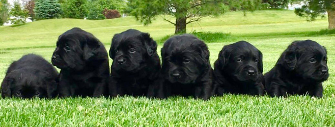  Labradors we are Breeders located in Ohio
Producing Quality Healthy,
Good Temperament, Hunting Instinct, family Companions and  Show Labrador