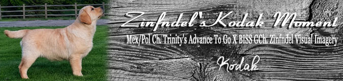 Zinfndel Maker